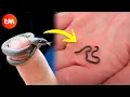 The SMALLEST SNAKES In The World