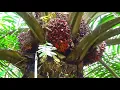 Download Lagu Panen buah kelapa sawit 