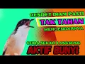 Download Lagu PASTI TAK TAHAN CENDET MENDENGARNYA❗ PANCINGAN CENDET AGAR RAJIN BUNYI❗❗