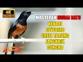 Download Lagu MASTERAN MURAI BATU ISIAN KENARI - LOVEBIRD - GREJA TARUNG - JANGKRIK - CUNGKOK