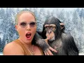 Lagu Spending winter with Angada the chimp