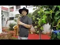 Download Lagu Ye Shaam Mastani Instrumental on Saxophone by SJ Prasanna (09243104505 , Bangalore)