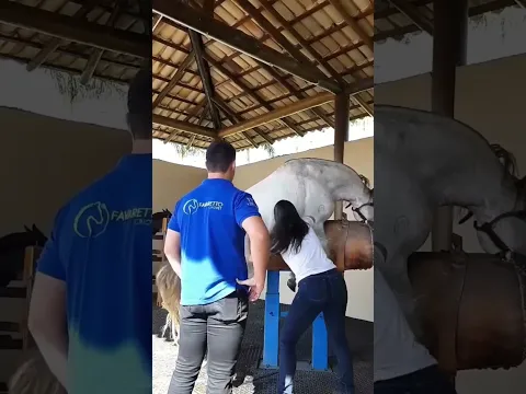 Reprodução equina coleta #shorts