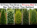 13 Trees That Grow a Privacy Wall In One Year Faster Than Bamboo