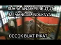 Download Lagu Suara anak perkutut memanggil induknya minta makan #suaraanakperkutut #@ciptosong4719