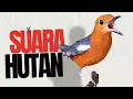 Download Lagu ANIS MERAH NRAKTAK NGEPLONG SUARA ASLI HUTAN