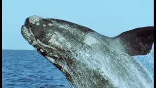 the sperm whale prepares to breed attenborough life of mammals bbc earth