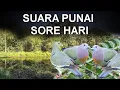 Download Lagu suara punai sore hari, tetap gunakan suara pikat ini dengan bijak