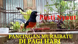 Download Pancingan murai batu pagi dan sore hari. MP3