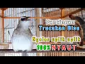 Download Lagu Trucukan gacor uplik uplik. pancingan trucukan bisu agar cepat bunyi gacor