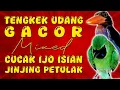 Download Lagu TEMBAKAN MEWAH..!! TENGKEK UDANG GACOR mixed CUCAK IJO ISIAN JINJING PETULAK YANG LAGI VIRAL