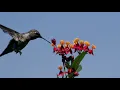 True Facts: The Hummingbird Warrior
