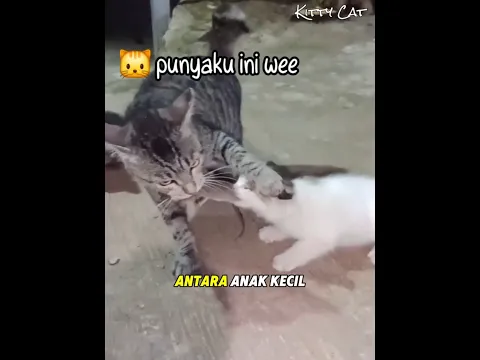 Kucing Adik Kakak Ini Rebutan Tikus Yang Dibawa Mamaknya 🐱 #kucinglucu #kucingoyen