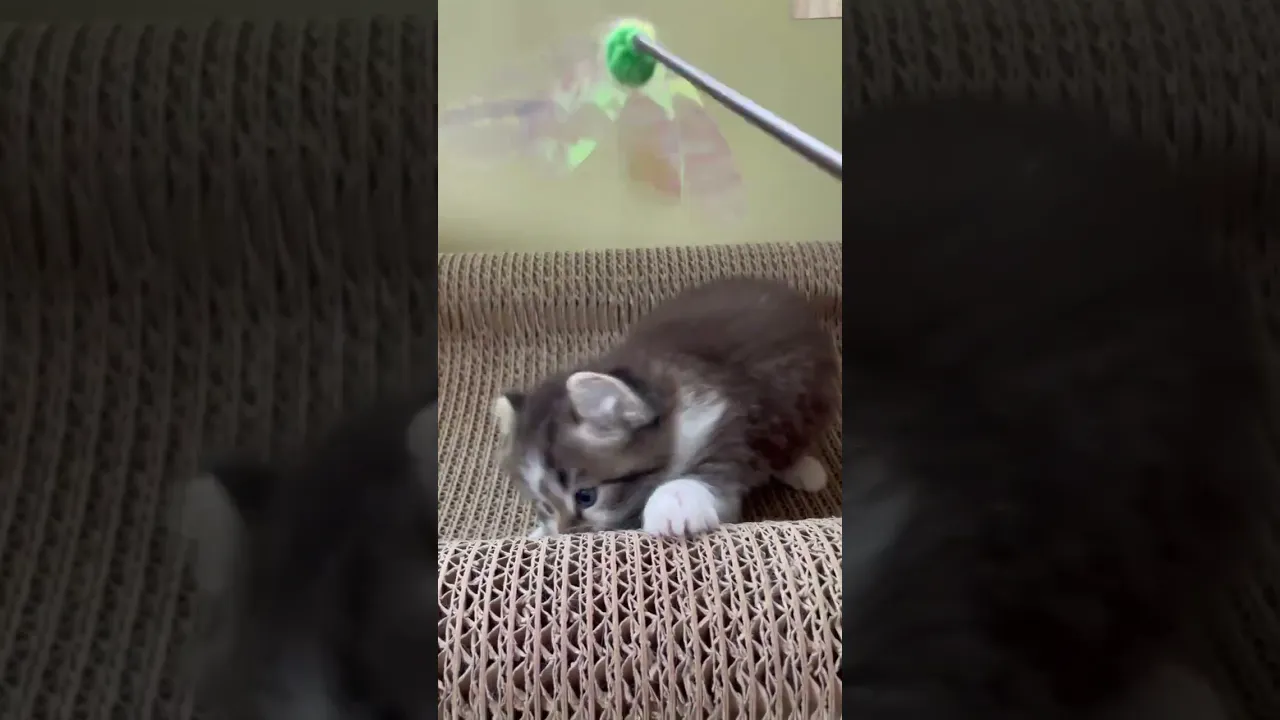 動画