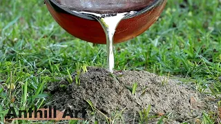 Three Fire Ant Colony Casting Session, Part 2: Casting in the Daylight for a Change (Cast #118)