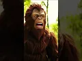 Download Lagu The monkey King Kong is angry with the cat. #monkey #tiger #lion #gorilla  #monke #5tମୋସରକାର