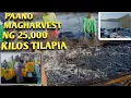 Download Lagu PAANO MAGHARVEST NG 25,000 KILOS TILAPIA SA TAAL LAKE SA MAY TAAL VOLCANO/RICKY'S VLOGS