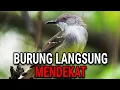 Lagu CIBLEK RIBUT 🔥 SUARANYA PIKAT SEMUA JENIS BURUNG MENDEKAT