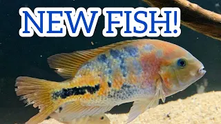 Download New fish from Max Cichlids MP3