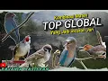 Download Lagu KOMBINASI MASTERAN TOP GLOBAL❗BURUNG MASTERAN TEMBAKAN RAPAT DAN KASAR - INCARAN JURI