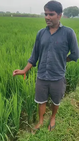 नैनो यूरिया का उपयोग, अलिगढ़ के किसान की लहलहाती धान की फसल देख आपका मन खुश हो जाएगा