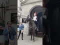 Kings Guard asks lady to stay away from Horse #shorts #royalguards #horseguardsparade #london