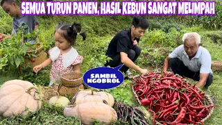 SEMUA TURUN KE KEBUN UNTUK MEMETIK HASIL YANG SANGAT MELIMPAH, BERSIHKAN LADANG JUGA SAMBIL NGOBROL