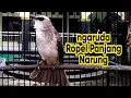 Download Lagu Trucukan gacor Ropel Panjang emosi ngaruda ini ampuh buat pancingan dan masteran trucuk