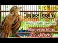 Download Lagu roLL lebih mewah jelas beda dengan yang lain || masteran khas cica koreng.