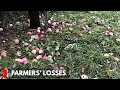 Download Lagu Strong Winds Ravage Apple Orchards in Shopian, Farmers Fear Heavy Losses