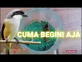 Download Lagu Tips Merawat Burung Cendet/Pentet Hasil Pikat Agar Cepat Ngevoer \u0026 Jinak