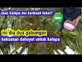 Download Lagu Proses panen kelapa dan cara merawat kelapa agar senantiasa berbuah lebat