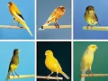 Download Lagu Kenali 8 Jenis Burung Kenari Yang Paling Populer Di Indonesia