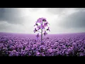 Download Lagu Music for the Soul! 🌹Instant calm 🌹relief of anxiety, a beautiful melody that will bring tears!