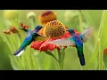 Download Lagu Beautiful Relaxing Music, Peaceful Instrumental Music, \