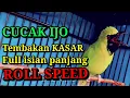 Download Lagu CUCAK IJO GACOR FULL TEMBAKAN KASAR ROLL SPEED || FULL ISIAN KASAR PANJANG SUARA PEDAS