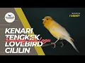 Download Lagu MASTERAN KENARI Materi TENGKEK, BUTO, LOVEBIRD, CILILIN SAMBUNG SELAGU