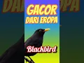 Lagu 🎶 Suara Jernih Blackbird! Masteran Burung Eropa yang Bikin Tenang 🌿