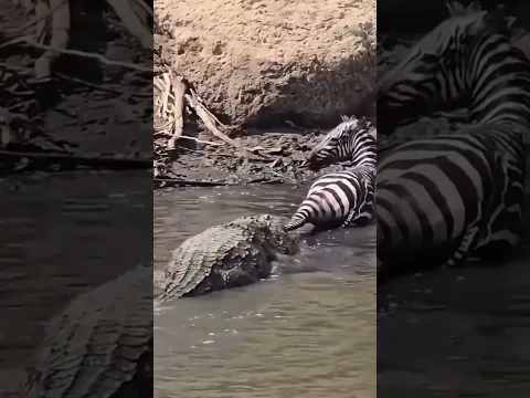 One quiet moment can change everything in the wild