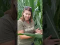 Tassels, silks and pollination in corn