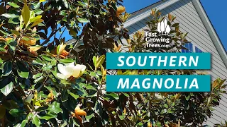 YouTube Video Banner of Southern Magnolia