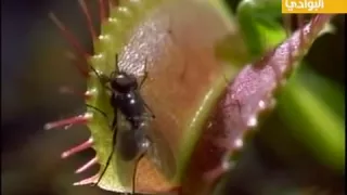 النباتات اللاحمة آكلة الحشرات 