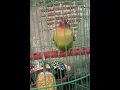 Lagu Lovebird Konslet Durasi 1 Menit... Gaya Lovebird Kusumo