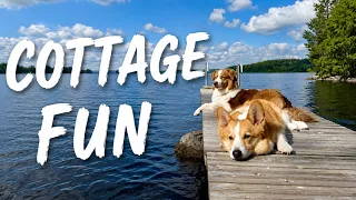 COTTAGE SHENANIGANS - Topi the Corgi