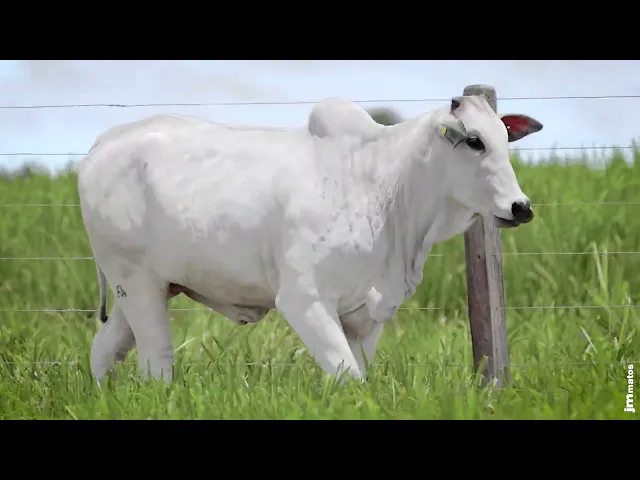 Novilha Nelore MMAR - 4516