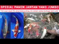 Download Lagu COCOK UNTUK SEGALA KOLAM❗JANTAN JUMBO TINGGAL PILIH JENIS APA SAJA ADA
