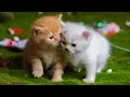 Download Lagu Kittens spelen op het gras met dieren: Honden, konijnen, koeien, muizen - Katten miauwen