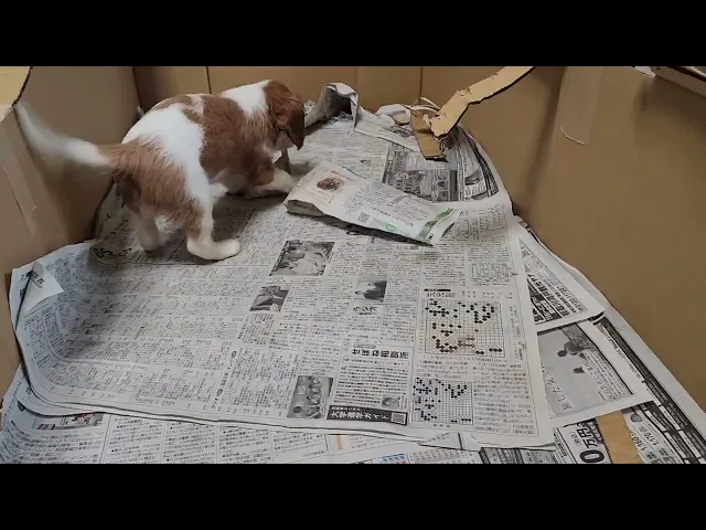 動画