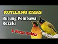 Download Lagu Mengenal Lebih Dekat Burung Kutilang Emas MP3