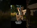 Dog Park EP 1 The Chaos